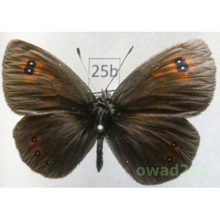 Erebia neleus (Freyer, 1832) Bulgaria25b